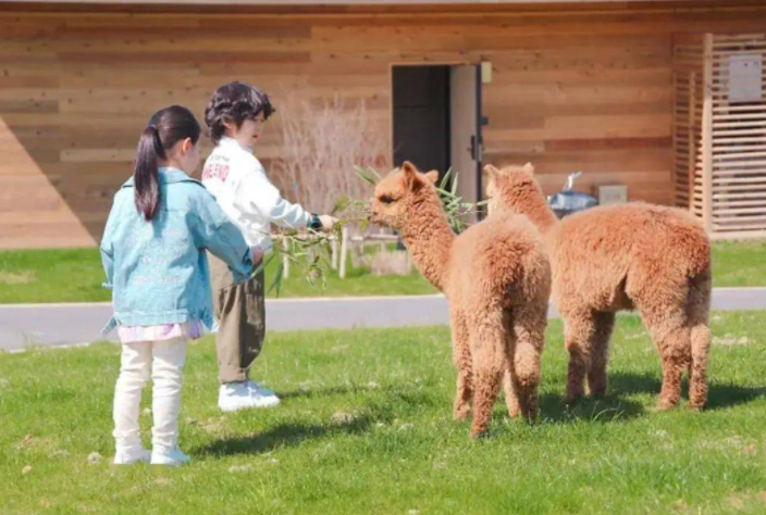 如何在無動力樂園中規(guī)劃萌寵板塊？ 